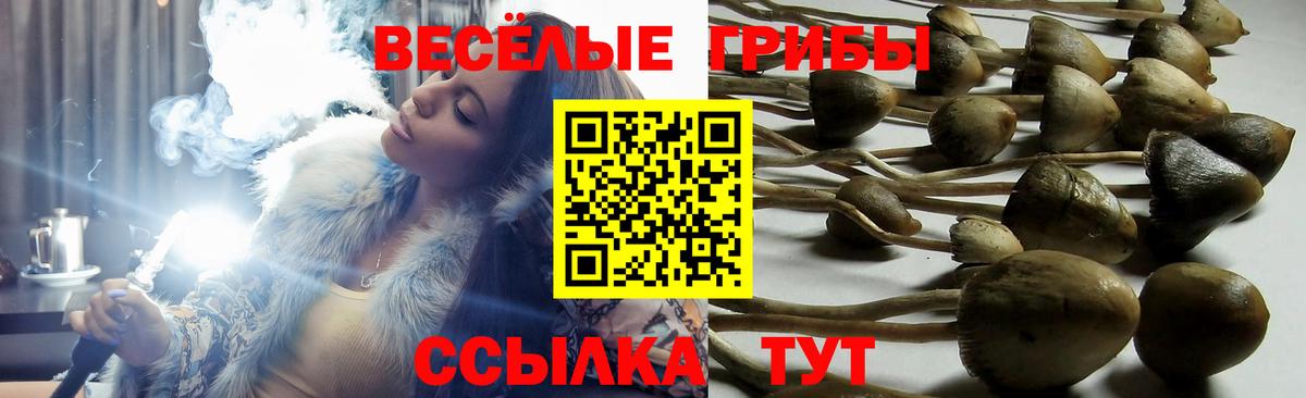 Псилоцибиновые грибы мицелий Дзержинск
